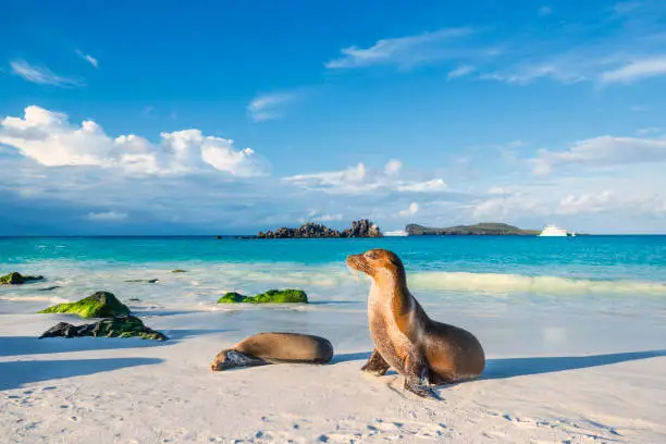 GALÁPAGOS - Archipiélago con vida única en el mundo